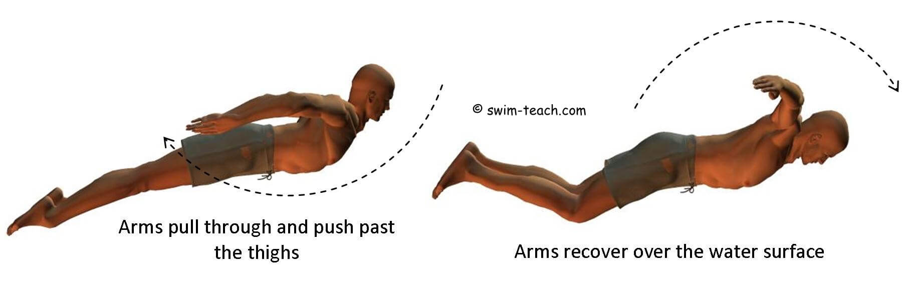 Basic Butterfly Stroke Broken Down and Made Easy